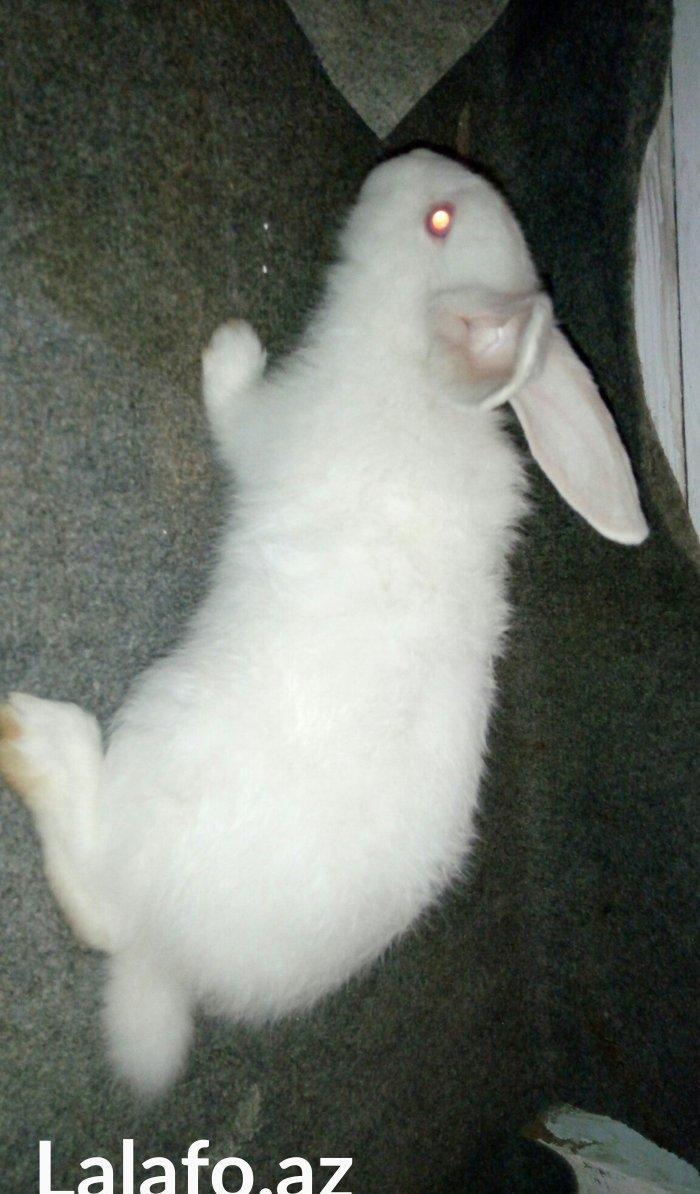 Velikan  balaları  satılır. 5  ədəddir hamsını  alana  1 əd - 20 man