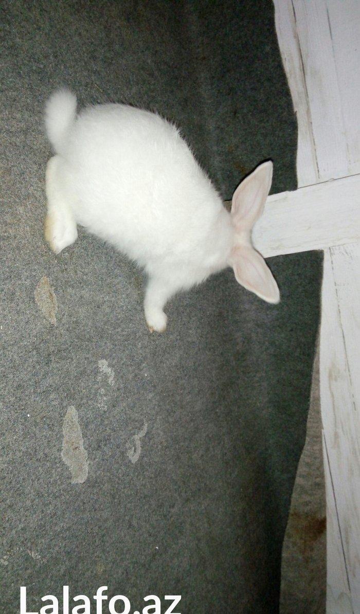 Velikan  balaları  satılır. 5  ədəddir hamsını  alana  1 əd - 20 man