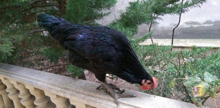 Saf qan Australorp beçeleri 4 ayliqdilar. Temiz cins, tam saglamdilar.