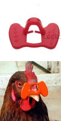 Quşlar üçün şpilkasız eynək. O birilərindən fərqi bir neçə dəfə istifadə edəbilərsiniz.