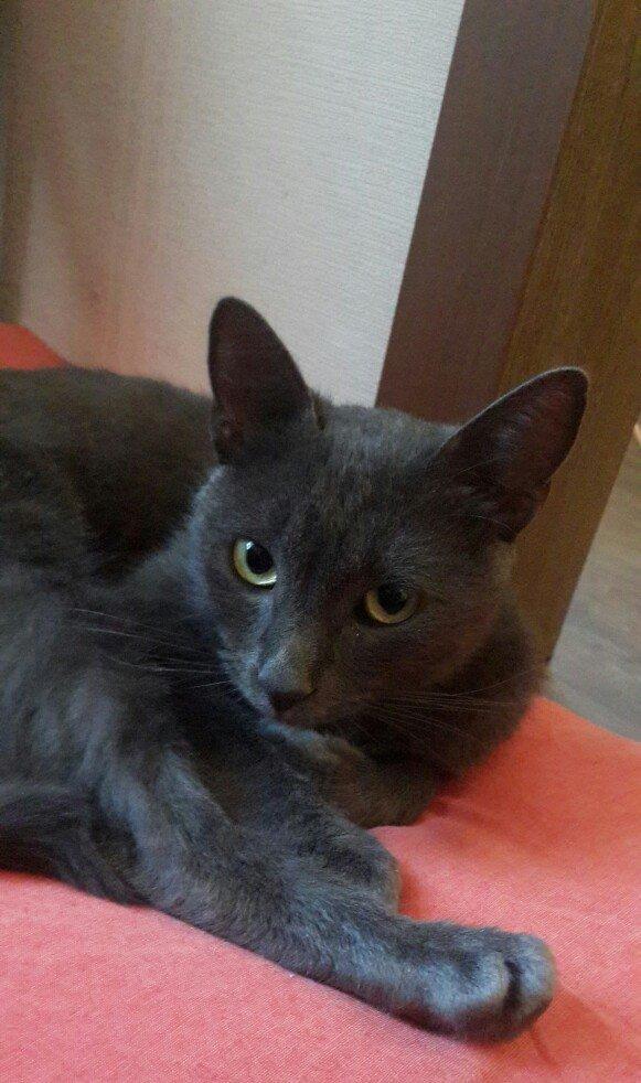 Korat cinsi ,şotland pisiyide deyilir 11 ayliq erkekdi her ay baytar h