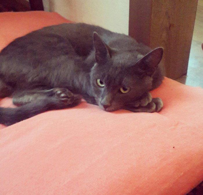 Korat cinsi ,şotland pisiyide deyilir 11 ayliq erkekdi her ay baytar h