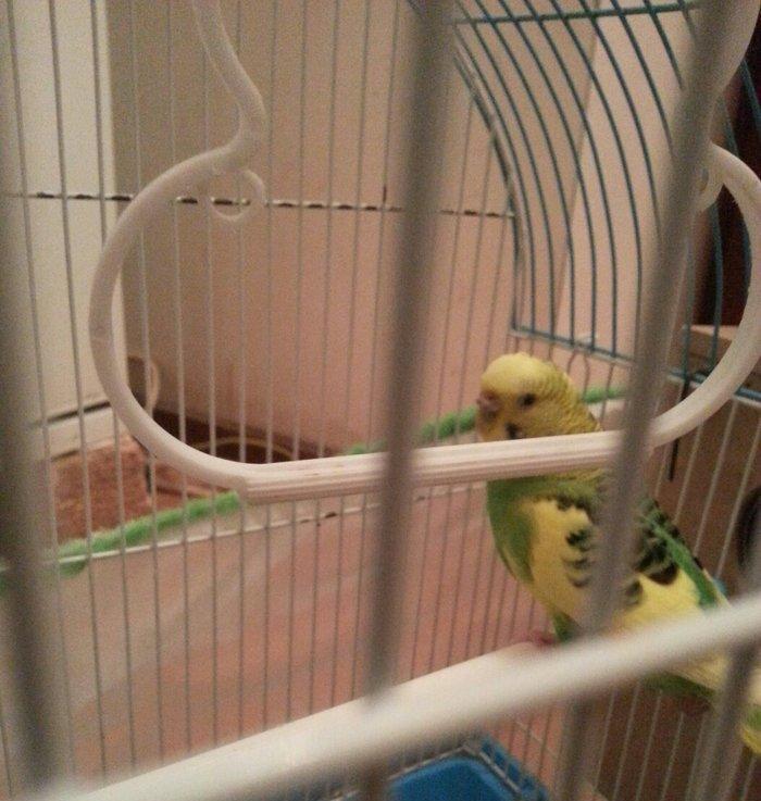 1 yaş yarımlıq dişi papuqay satilir qəfəsi ve yuvasi ile bir yerde. 1