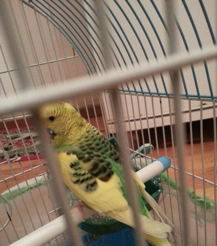 Salam il yarimliq hazir mayadi 1 defe cutde olub erkeyi ucub gedib dey