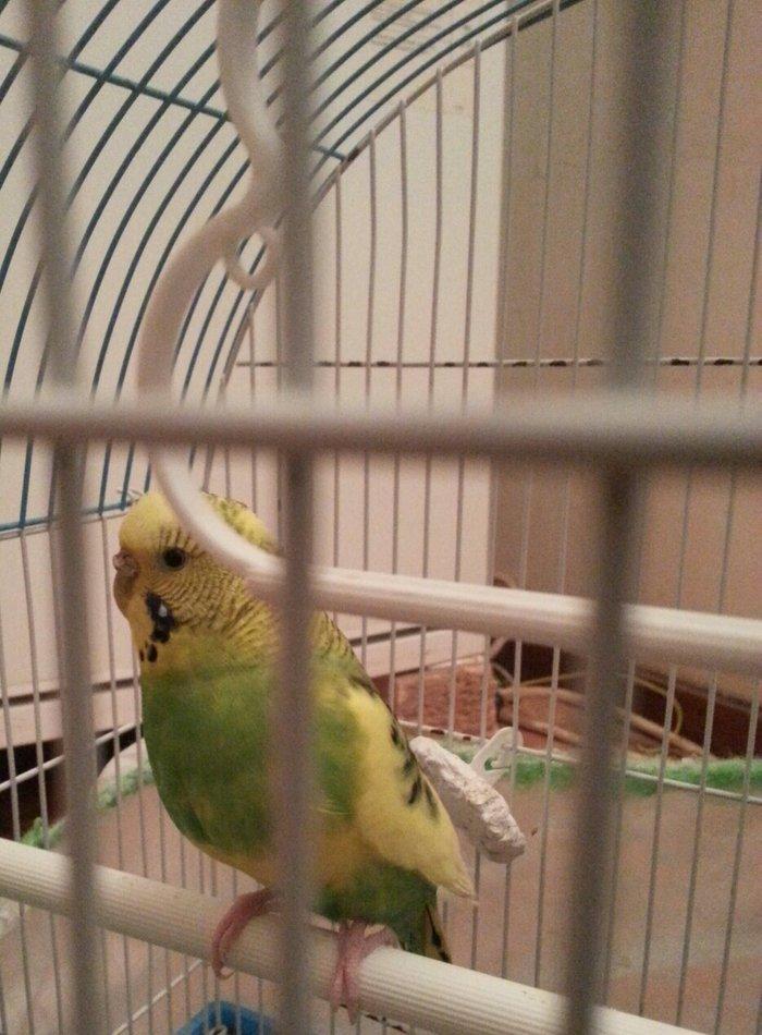 Salam il yarimliq hazir mayadi 1 defe cutde olub erkeyi ucub gedib dey