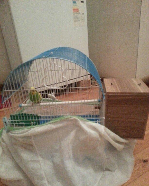 Salam il yarimliq hazir mayadi 1 defe cutde olub erkeyi ucub gedib dey