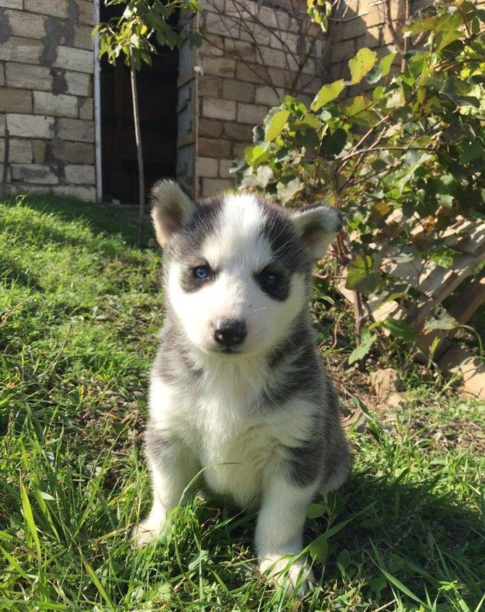 Temiz xaskidi iki disidi bir ay alti gunlukdu gorduyunuz xaskilerin ba