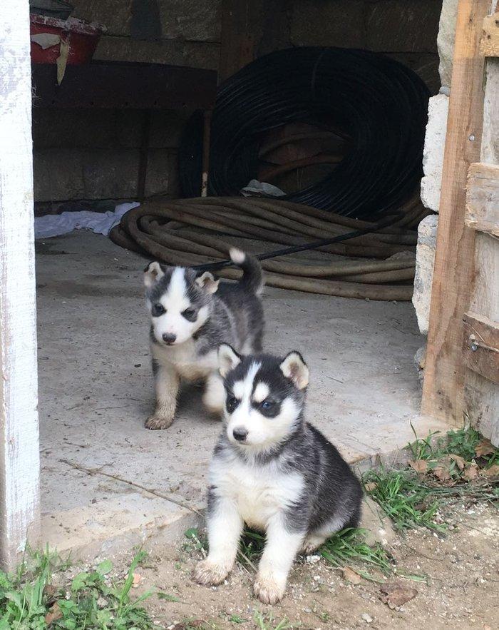 Temiz xaskidi iki disidi bir ay alti gunlukdu gorduyunuz xaskilerin ba