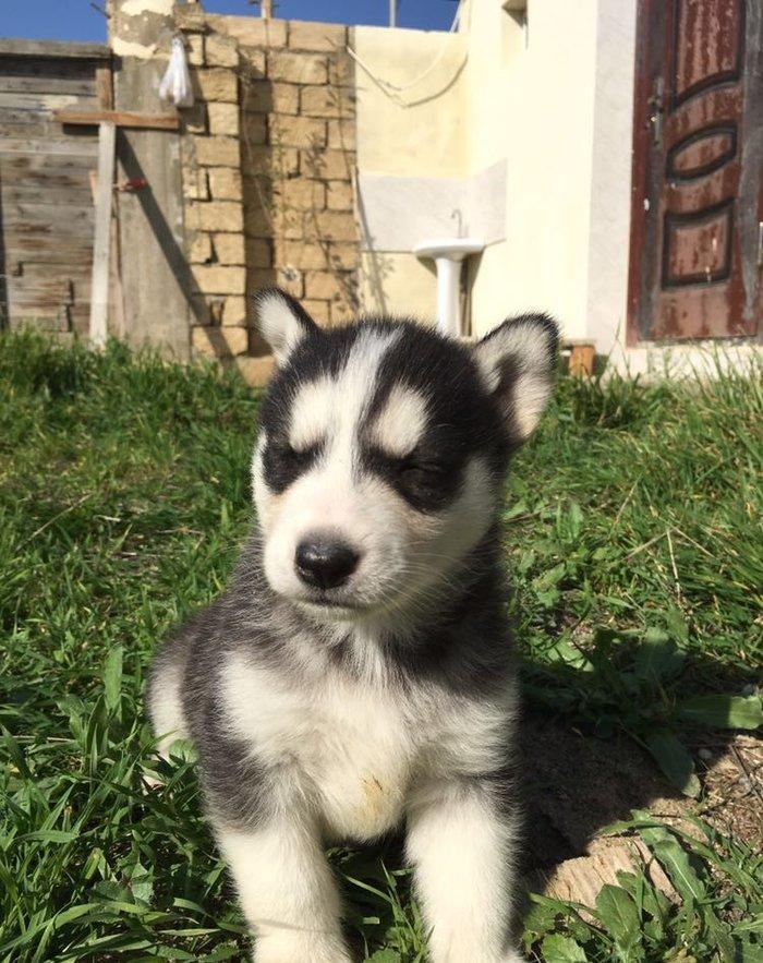 Temiz xaskidi iki disidi bir ay alti gunlukdu gorduyunuz xaskilerin ba