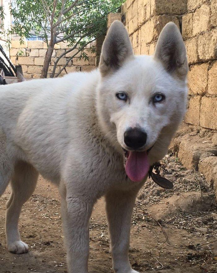 Temiz xaskidi iki disidi bir ay alti gunlukdu gorduyunuz xaskilerin ba