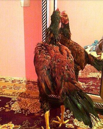 bu beceni satiram esil qubar heyvandi 6 ayliq heyvadi doyuwne soz ola