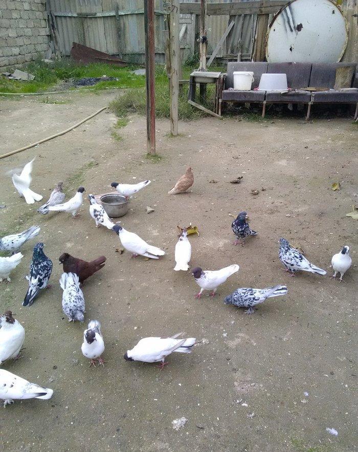 Qara bas qirmizi bas ebres bir cut ag17 18 tuk 23 denedi tergizme