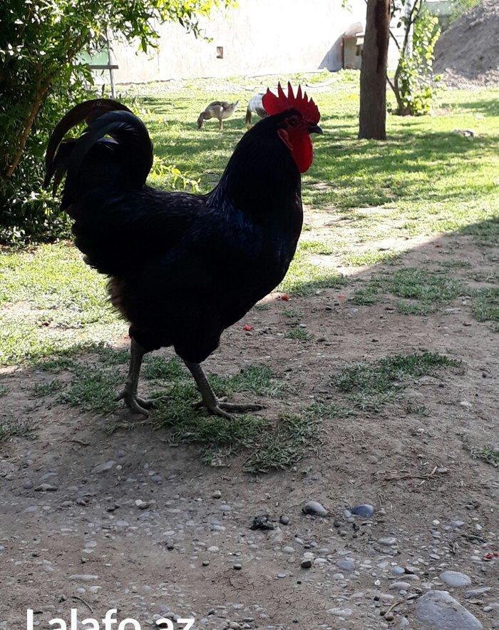 Avstrolop (austrolop) 
en cox yumurta veren hem cox sakit qeseng gorun