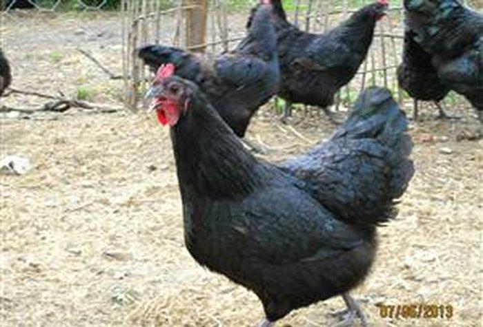 Avstrolop (austrolop) 
en cox yumurta veren hem cox sakit qeseng gorun