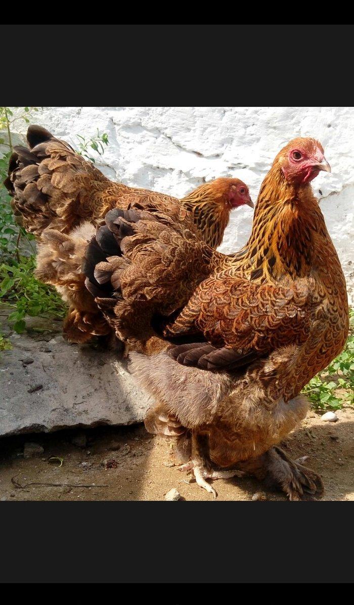 Brama dark temiz qan mayali brama qold temiz qan mayali heyvanlarin y