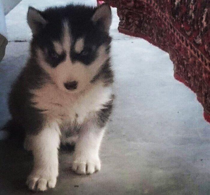 Temiz xaski balaları satılır 2 erkek qalıb şekiller itlerin reyal şeki