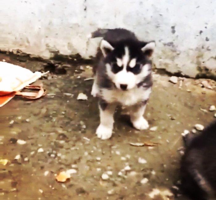 Temiz xaski balaları satılır 2 erkek qalıb şekiller itlerin reyal şeki