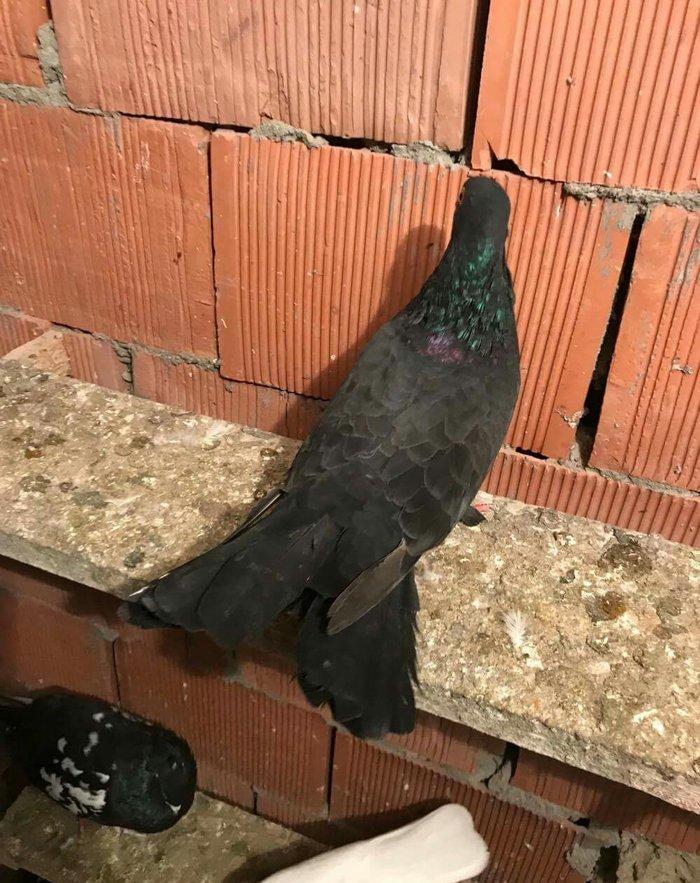 qaralar satilir maya 19 quyruq erkey 16 tam saglam qizgin quşlardi