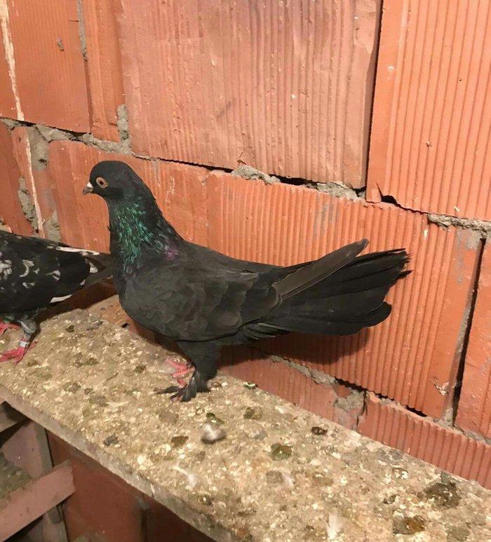 qaralar satilir maya 19 quyruq erkey 16 tam saglam qizgin quşlardi