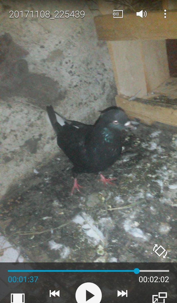 Komur qara ag quyruq hazir cutdu agbas ag qanad mayadi quwlar