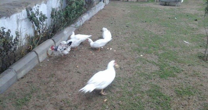 lal ordek satiram ag rengde 4 disi 1 erkey esil damazliq saxlamaliqdia