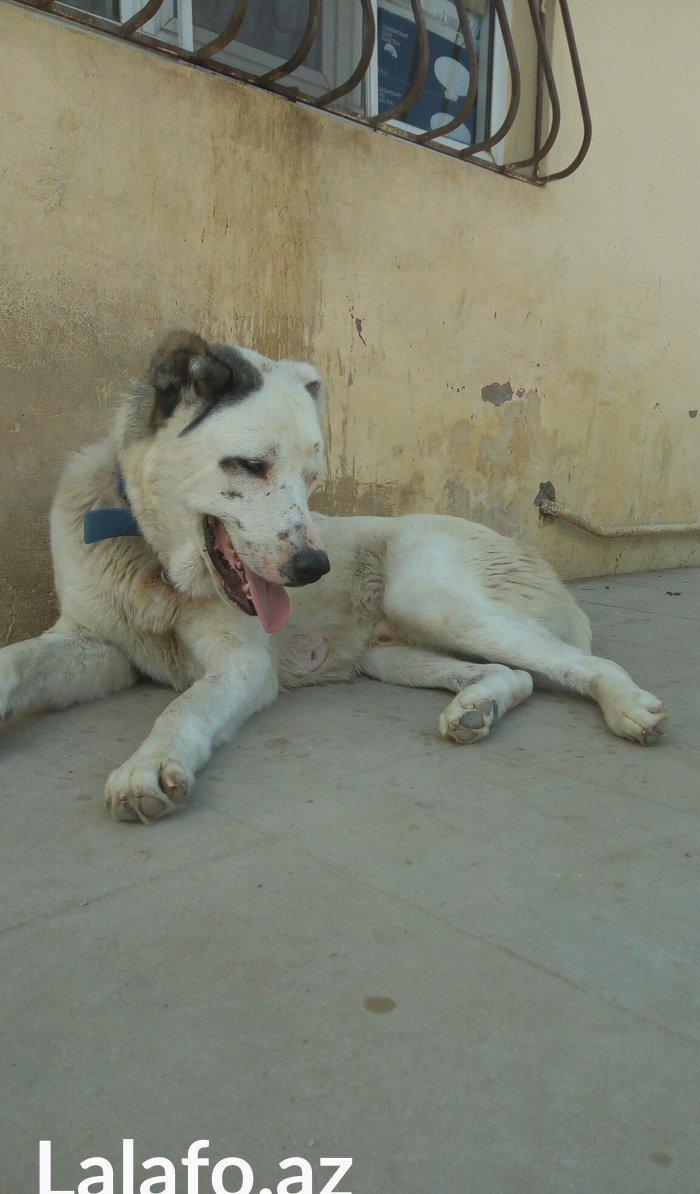 Erkey it satilir iri sumuyludur. 1 ili 27. 07. 2017. Tamam okur.Barter