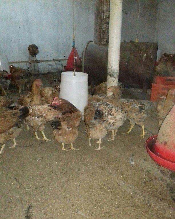 Salam binə qəsəbəsində xoruz və yumurtlayan toyuq satıram. Heyvanlar 8