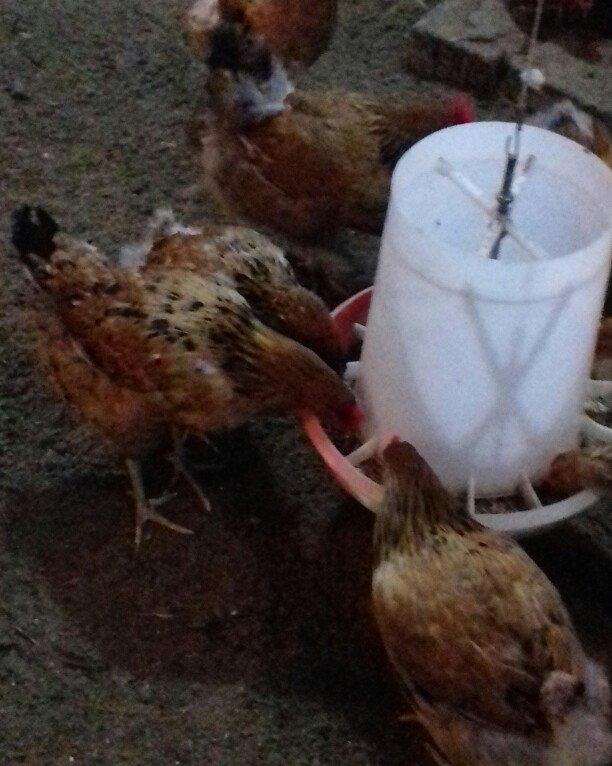 Salam binə qəsəbəsində xoruz və yumurtlayan toyuq satıram. Heyvanlar 8