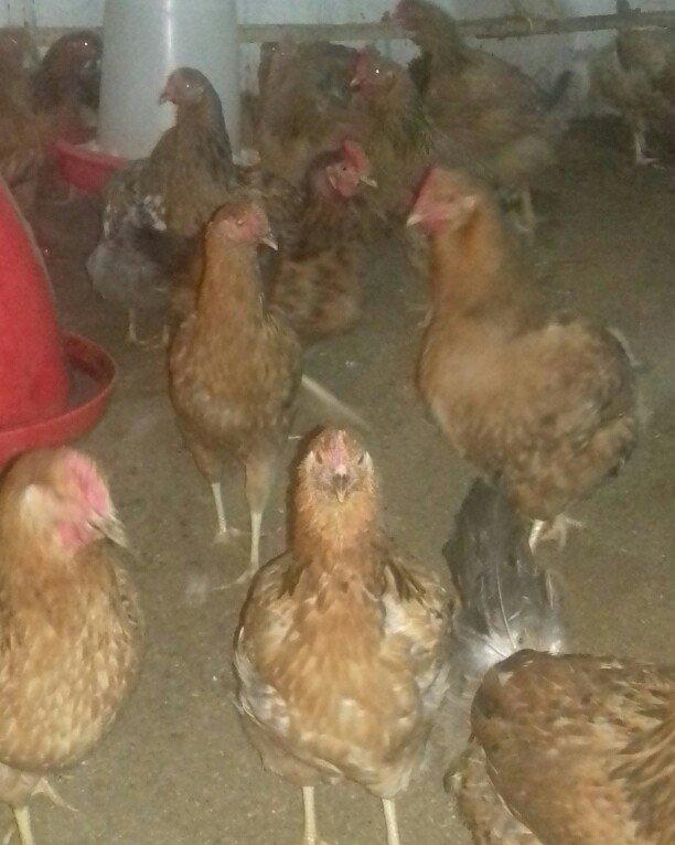 Salam binə qəsəbəsində xoruz və yumurtlayan toyuq satıram. Heyvanlar 8