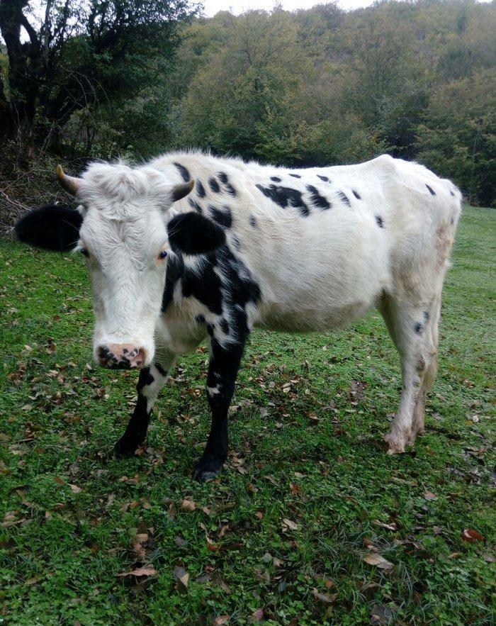 dogan inek satilir. etlik sudluk cins inek 1 qarin dogub. yuksek derec