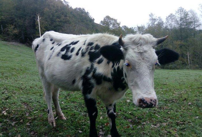dogan inek satilir. etlik sudluk cins inek 1 qarin dogub. yuksek derec