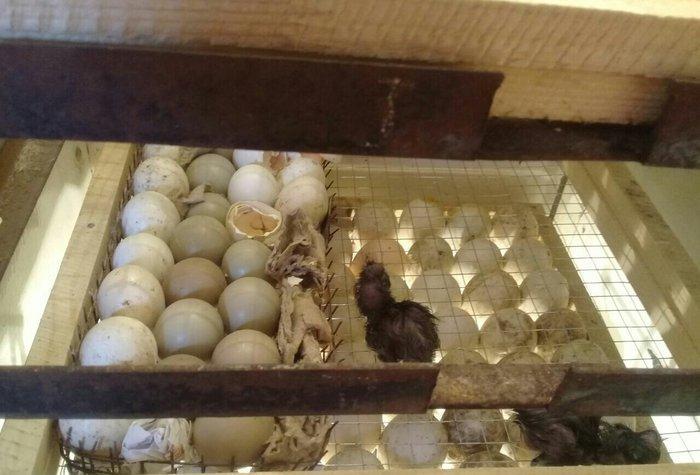 Tam avtomatik 300 ədəd yumurta tutumu olan inqubatordu.Heç bir prablem