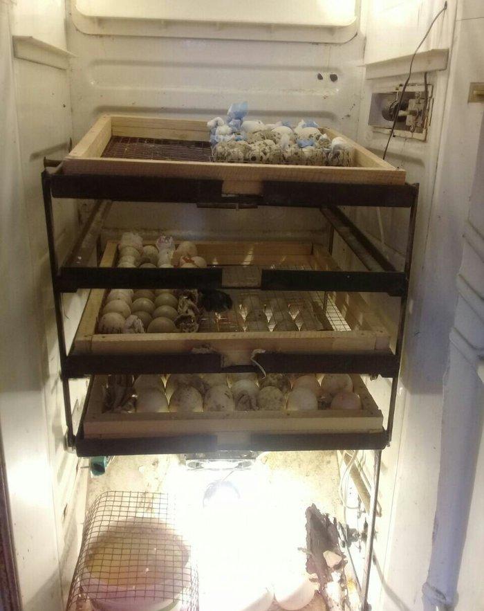 Tam avtomatik 300 ədəd yumurta tutumu olan inqubatordu.Heç bir prablem