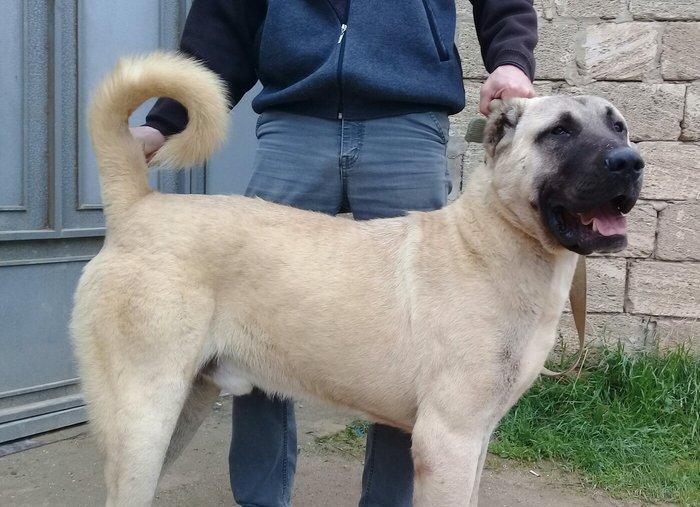 Bu itlar cins itlardir. Hamisi satilir. Atrafli zang edin. Va ya whats