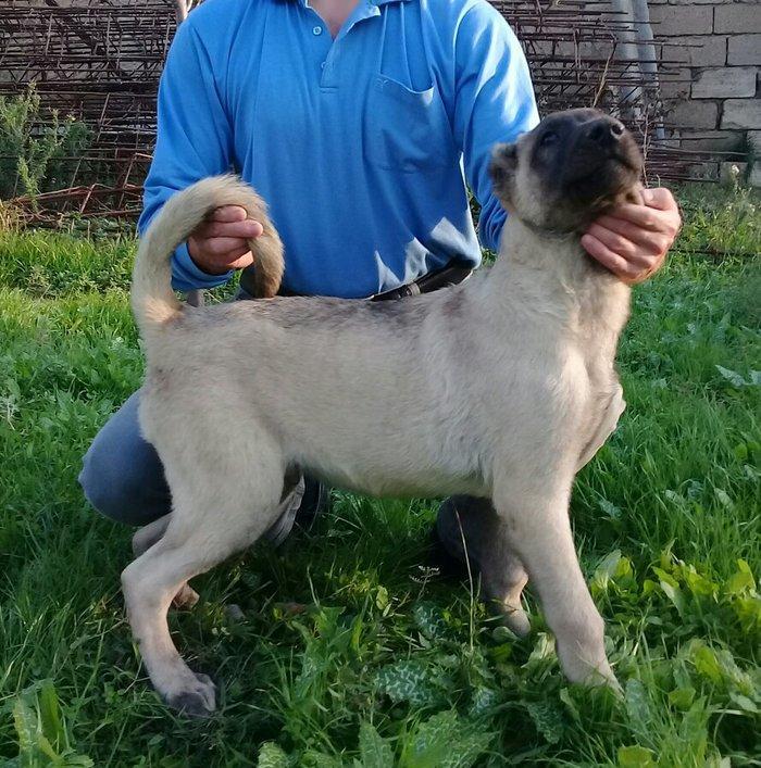 Bu itlar cins itlardir. Hamisi satilir. Atrafli zang edin. Va ya whats