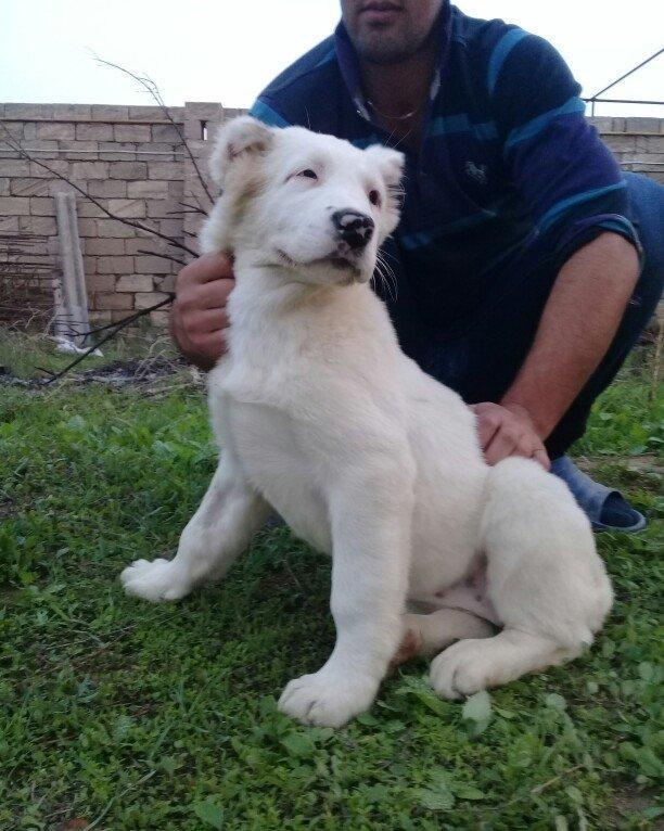 Bu itlar cins itlardir. Hamisi satilir. Atrafli zang edin. Va ya whats