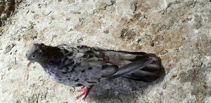 EBRES .Maya kekili on yedi. Erkey on bes erkeyin basinda birez eyriliq