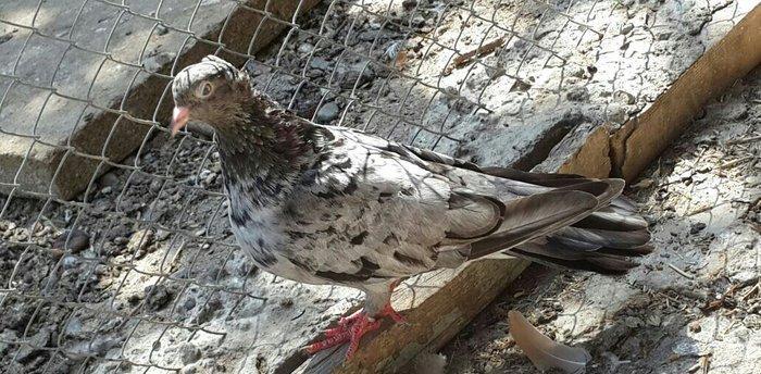 EBRES .Maya kekili on yedi. Erkey on bes erkeyin basinda birez eyriliq