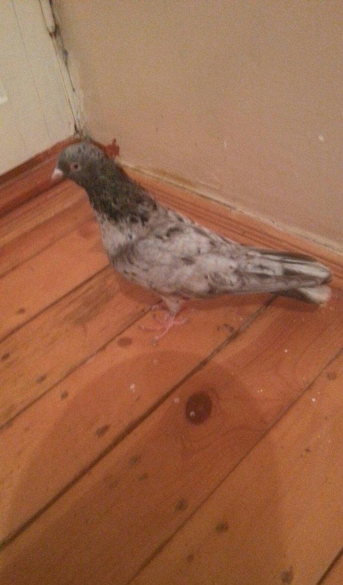 EBRES .Maya kekili on yedi. Erkey on bes erkeyin basinda birez eyriliq