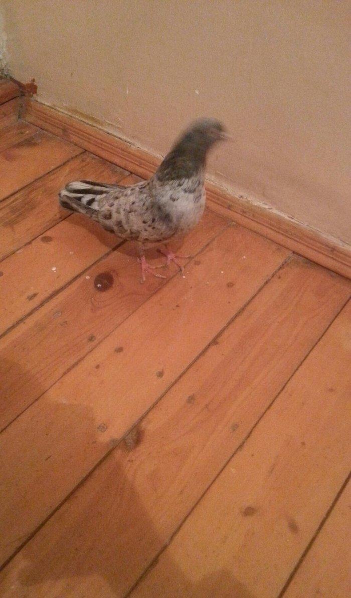 EBRES .Maya kekili on yedi. Erkey on bes erkeyin basinda birez eyriliq