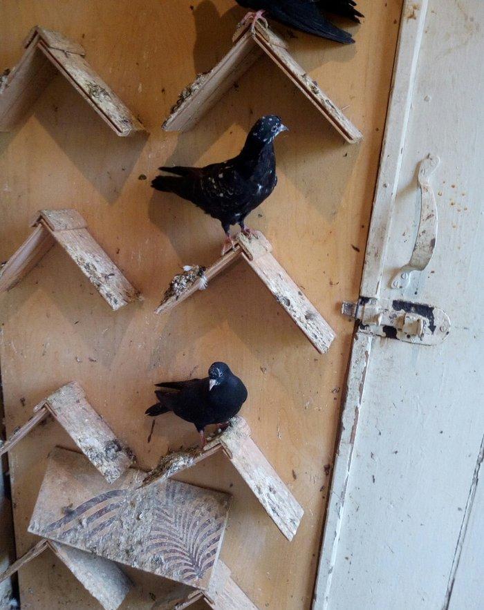 kitayski çayka tek 12-azn  paqonnu çillər  razilaşma yoluyla satilir 0