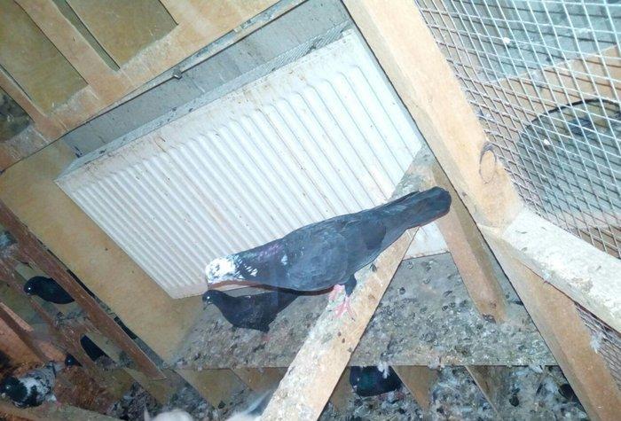 kitayski çayka tek 12-azn  paqonnu çillər  razilaşma yoluyla satilir 0