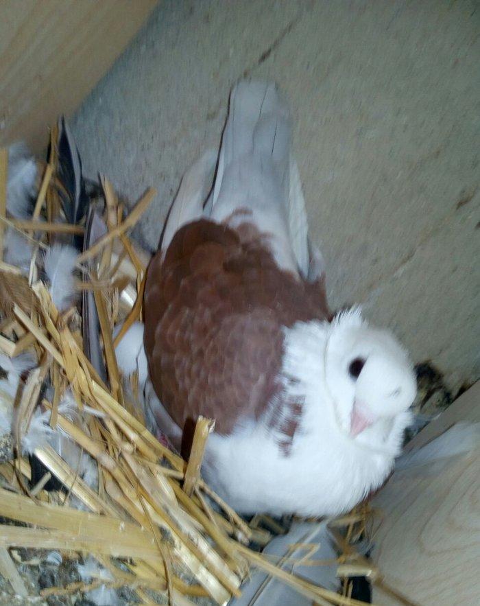 kitayski çayka tek 12-azn  paqonnu çillər  razilaşma yoluyla satilir 0