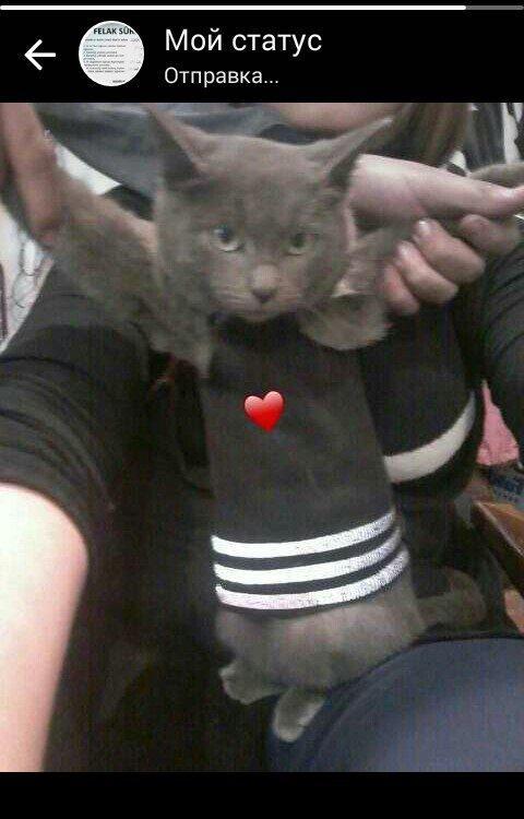 Rusakaya qalubaya paroda adlanan boz piwik satiram cox sakit ve mehrib