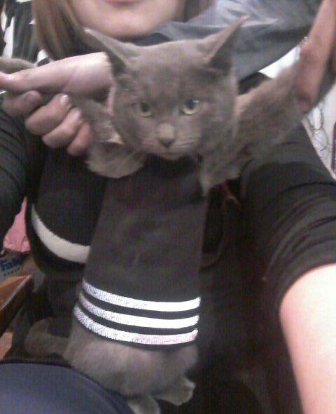 Rusakaya qalubaya paroda adlanan boz piwik satiram cox sakit ve mehrib