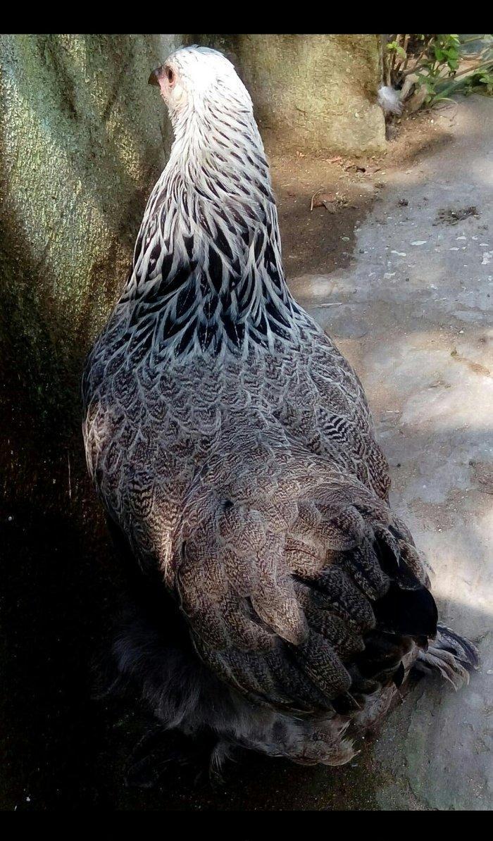 brama qold brama dark mayali yumurtalar 1eded 3azn  yumurta coxdu razi