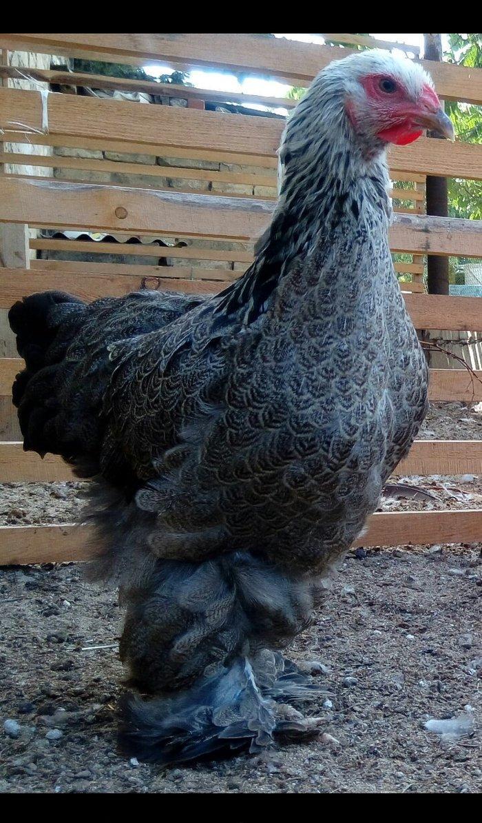 brama qold brama dark mayali yumurtalar 1eded 3azn  yumurta coxdu razi