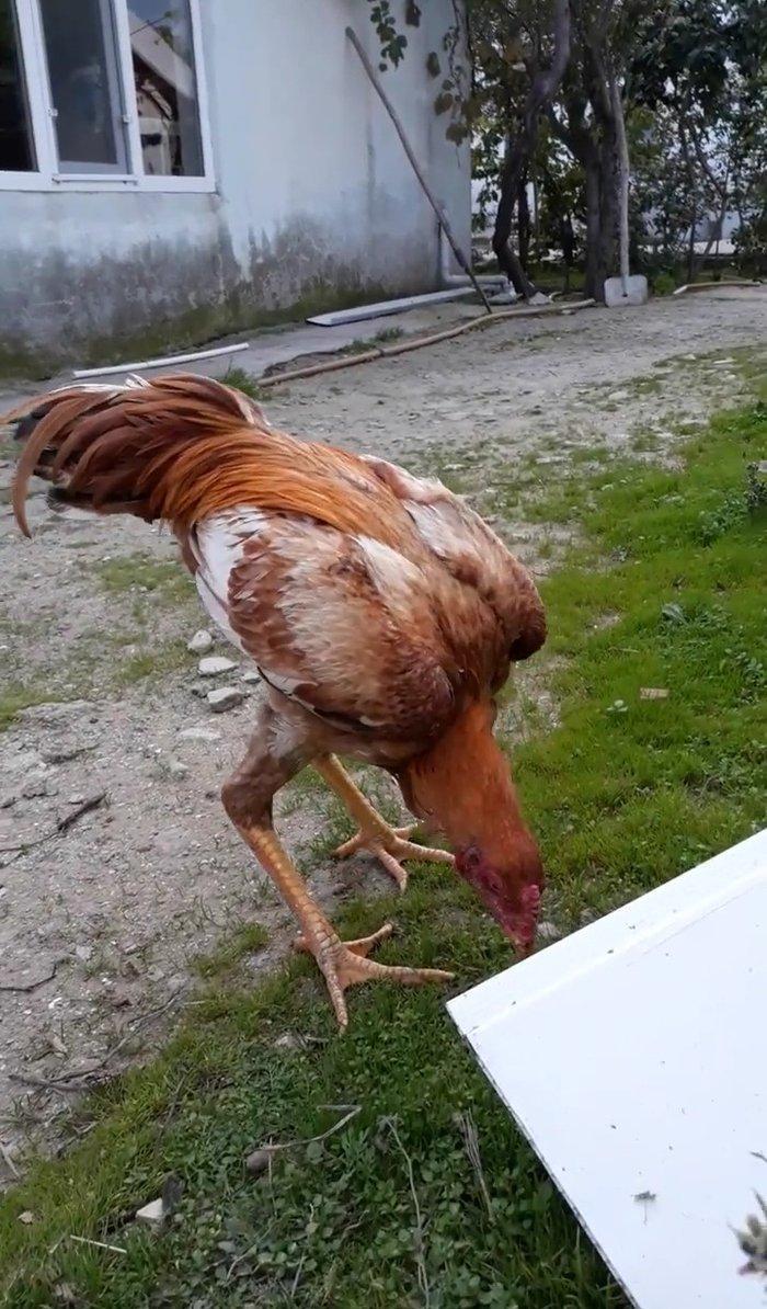 7 ayi teze tamam oldu 8 e kecdi heyvan baresinde nese yazmaga ehtiyac