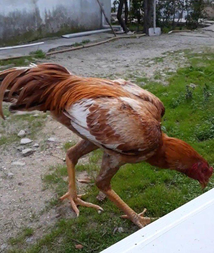 7 ayi teze tamam oldu 8 e kecdi heyvan baresinde nese yazmaga ehtiyac