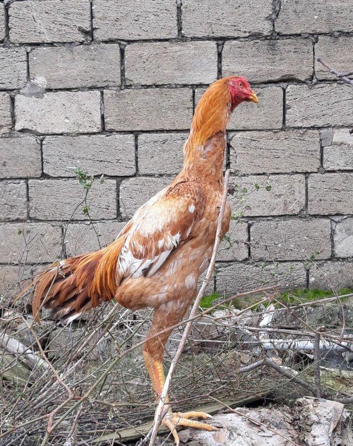 7 ayi teze tamam oldu 8 e kecdi heyvan baresinde nese yazmaga ehtiyac